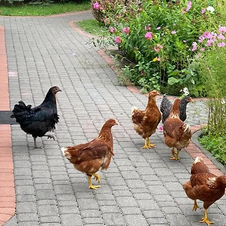 Pod Podkowa Farma Mrągowo